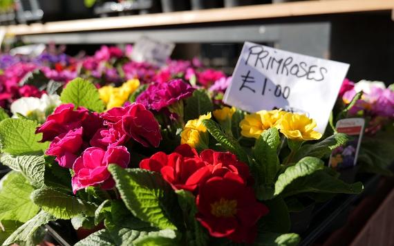 Primroses close up