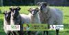Group of sheep