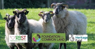 Group of sheep