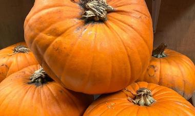 Fresh and Fruity pumpkin