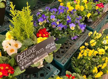 Deluxe Spring Pots