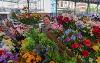 Janine's Flower stall