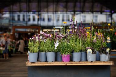 Flowers at Preston Markets