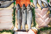 Fish from Mark Williams Fish Monger